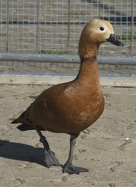大局掌控
